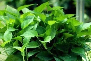 黃金葛葉子灰濛濛？3個廚房廢物擦一擦，7天變油綠髮亮
