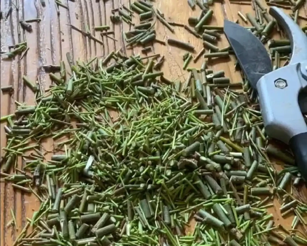 教你自制6種「長根劑」,簡單實用,插枝前泡一下,大白根呼呼冒