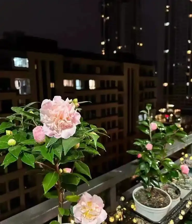 茶花好養活嗎?掌握這5點,新手也能養出滿樹繁花!