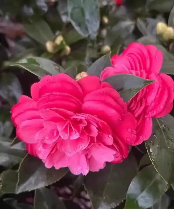 茶花好養活嗎?掌握這5點,新手也能養出滿樹繁花!
