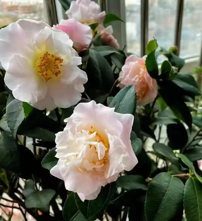 茶花好養活嗎?掌握這5點,新手也能養出滿樹繁花!