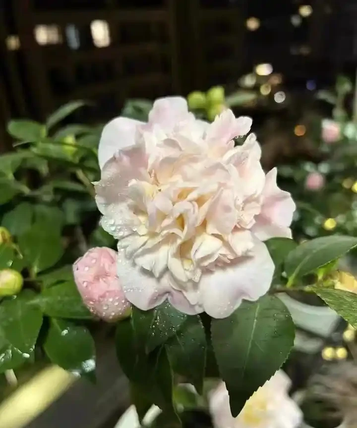 茶花好養活嗎?掌握這5點,新手也能養出滿樹繁花!
