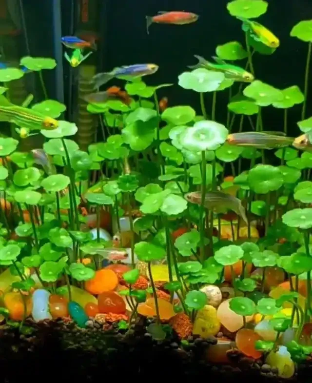 「將銅錢草泡魚缸裡養,竟然有這麼美?」網友:開啟了新思路~