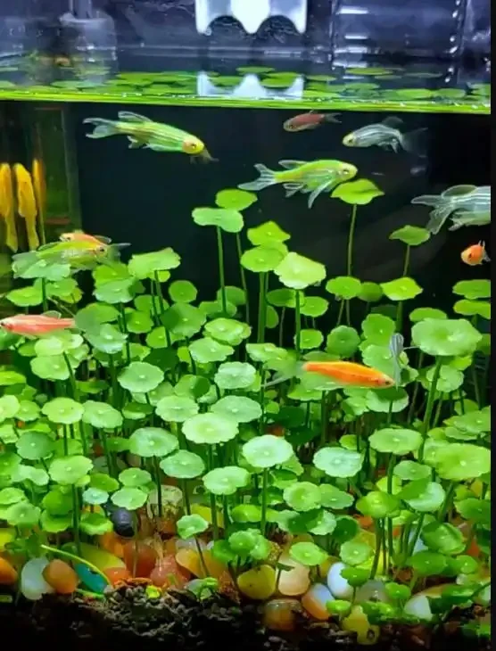 「將銅錢草泡魚缸裡養,竟然有這麼美?」網友:開啟了新思路~