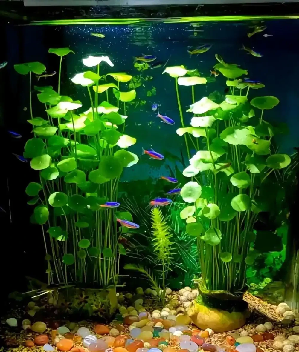 「將銅錢草泡魚缸裡養,竟然有這麼美?」網友:開啟了新思路~
