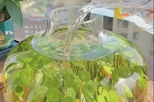 「將銅錢草泡魚缸裡養，竟然有這麼美？」網友：開啟了新思路～