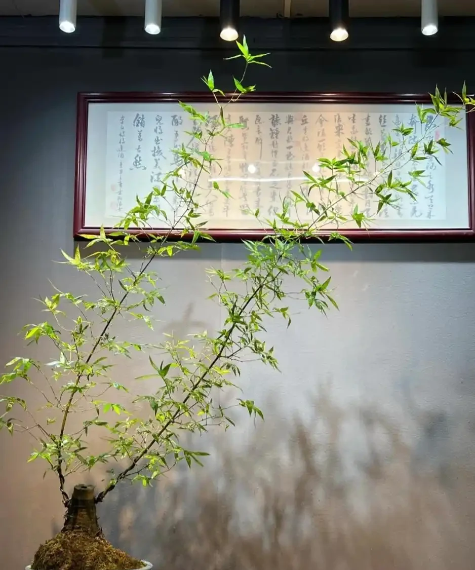 適合辦公室養的10種綠植,「旺人又旺運」,別錯過