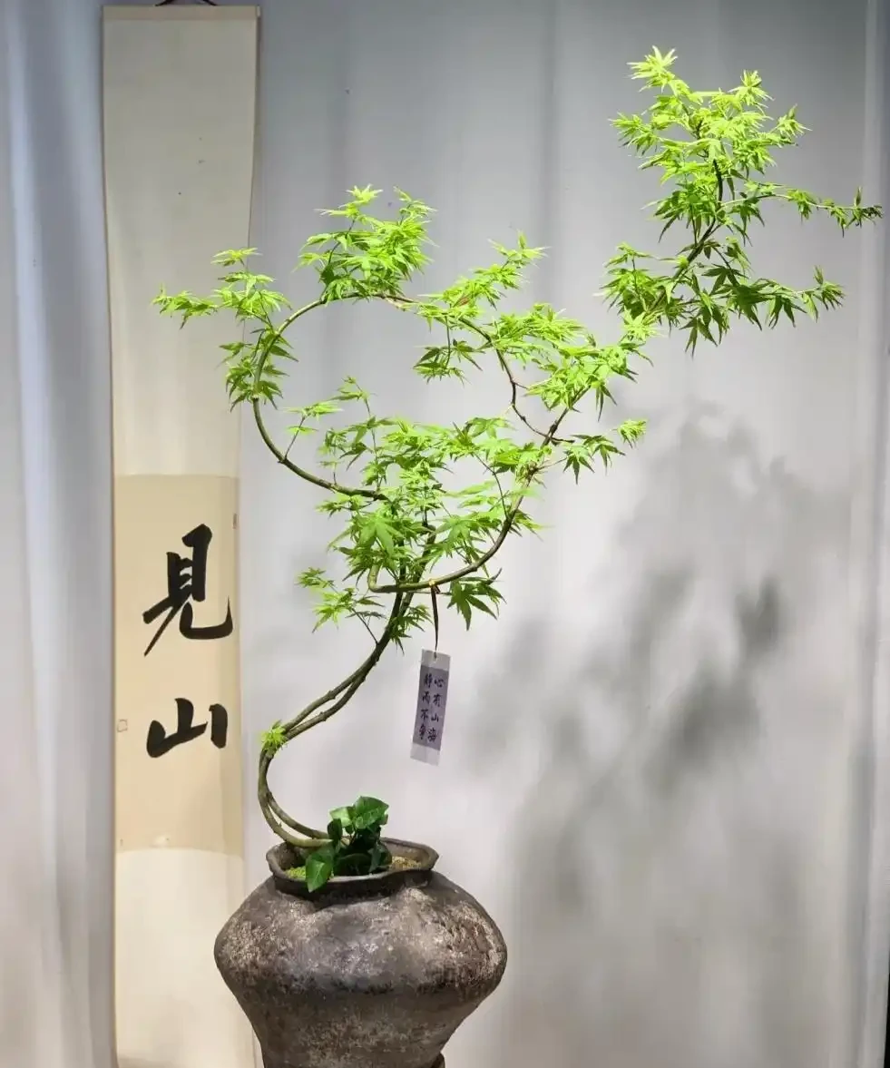 適合辦公室養的10種綠植,「旺人又旺運」,別錯過