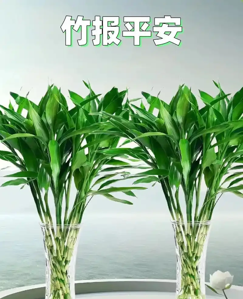招財納福的 6 種花，春天養一盆在家，旺宅旺家，好運不斷！