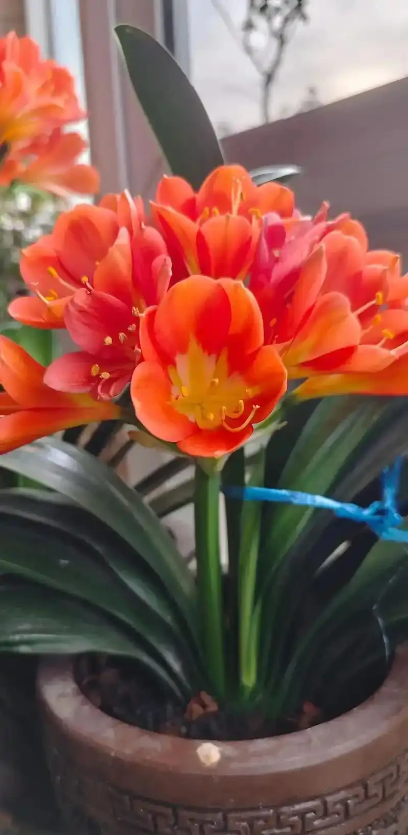 招財納福的 6 種花，春天養一盆在家，旺宅旺家，好運不斷！