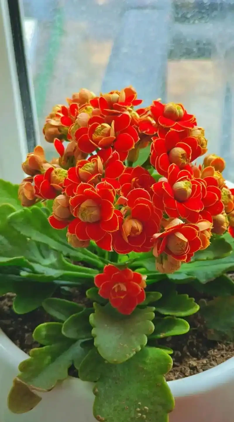 招財納福的 6 種花，春天養一盆在家，旺宅旺家，好運不斷！