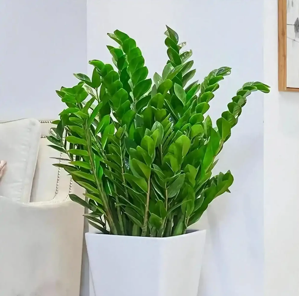 招財納福的 6 種花，春天養一盆在家，旺宅旺家，好運不斷！