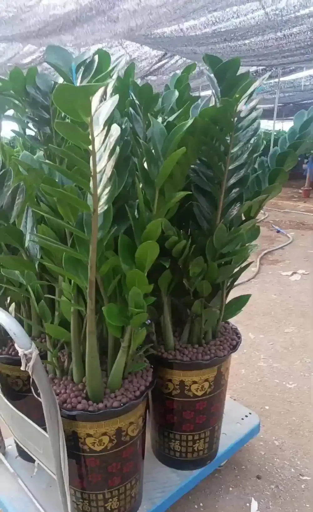 招財納福的 6 種花，春天養一盆在家，旺宅旺家，好運不斷！