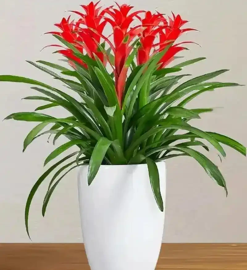 招財納福的 6 種花，春天養一盆在家，旺宅旺家，好運不斷！