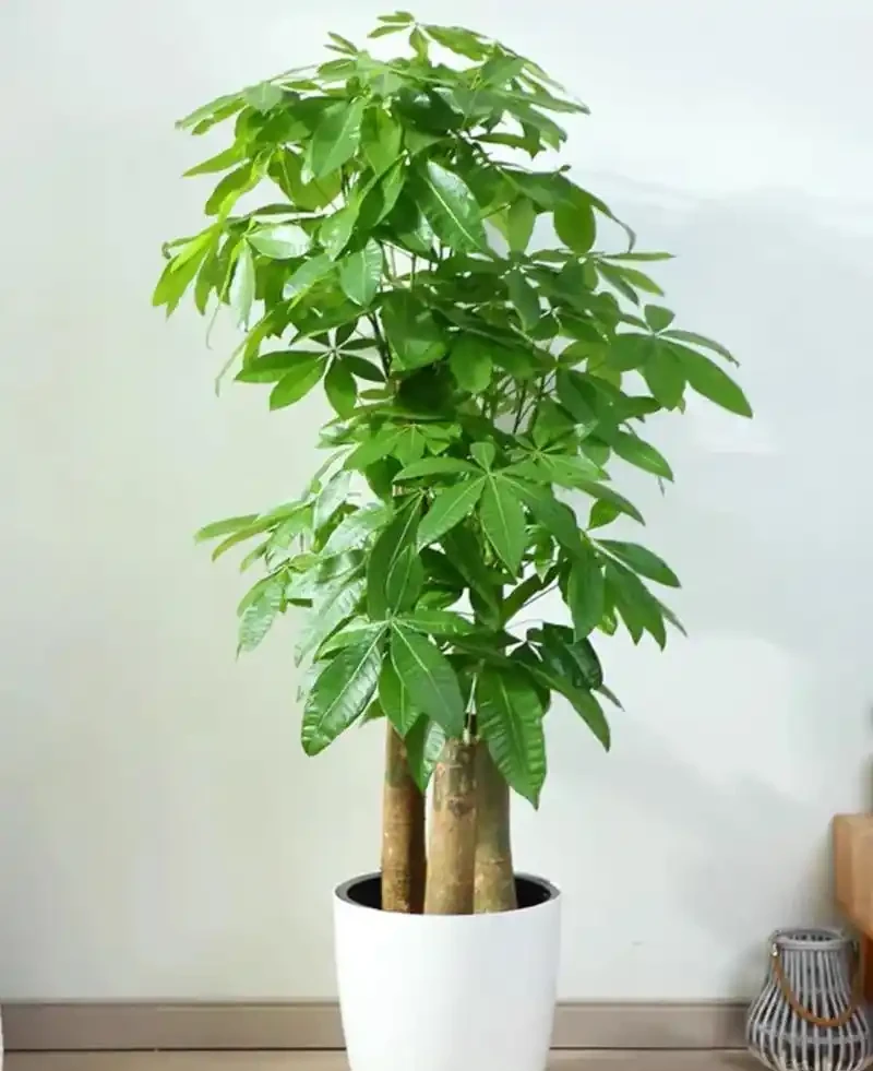 招財納福的 6 種花，春天養一盆在家，旺宅旺家，好運不斷！