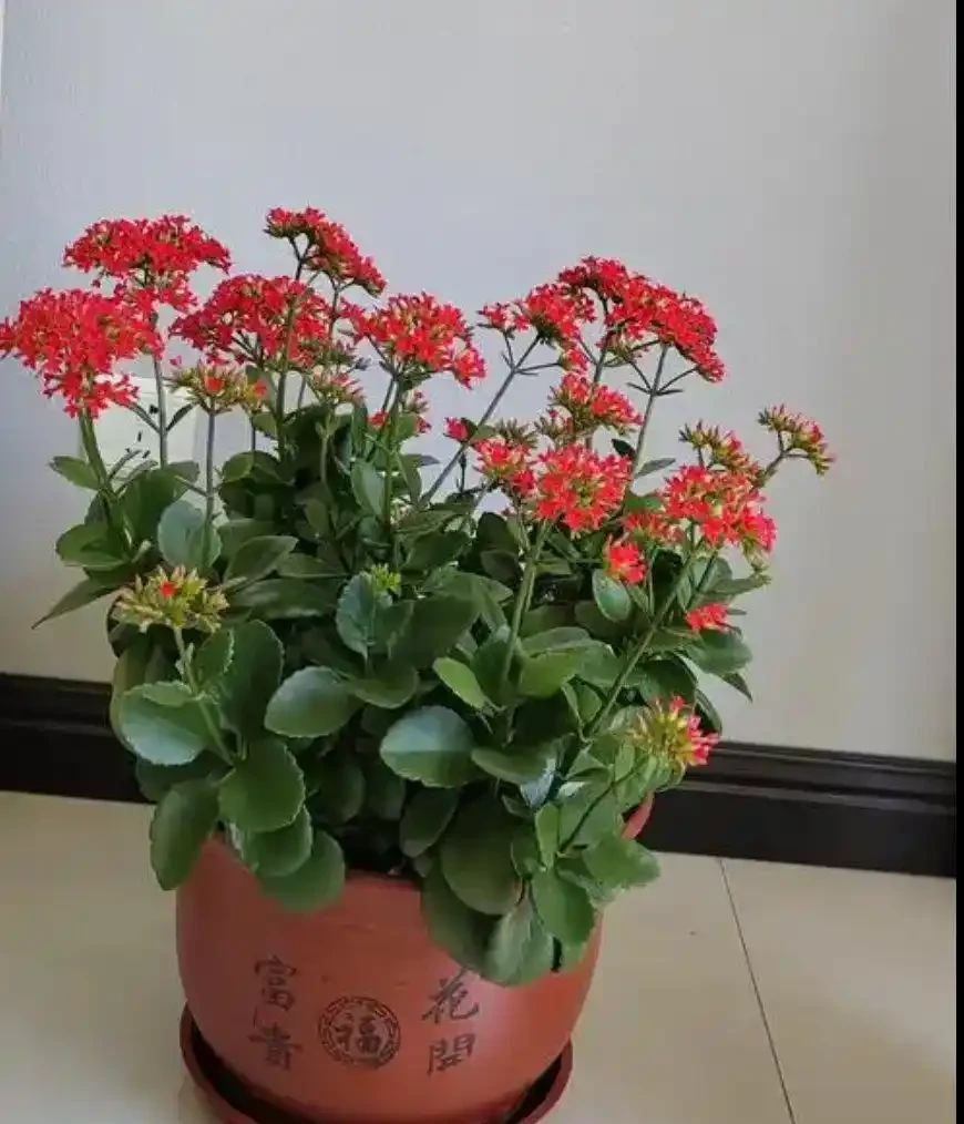 招財納福的 6 種花，春天養一盆在家，旺宅旺家，好運不斷！