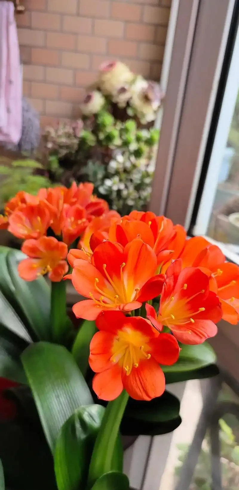 招財納福的 6 種花，春天養一盆在家，旺宅旺家，好運不斷！