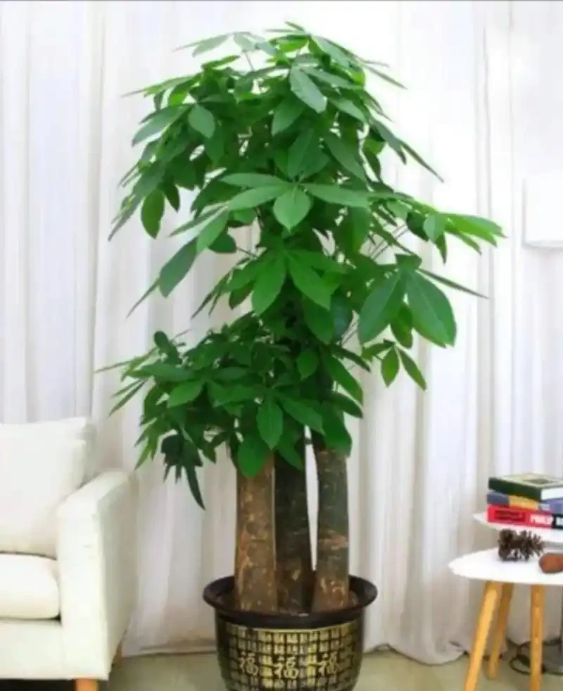 招財納福的 6 種花，春天養一盆在家，旺宅旺家，好運不斷！
