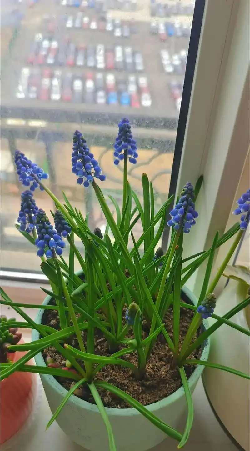 招財納福的 6 種花，春天養一盆在家，旺宅旺家，好運不斷！