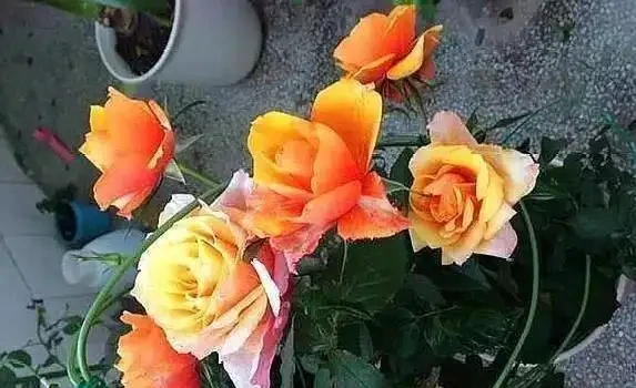 淘米水直接澆花?3種水害花翻倍,你還在犯錯?