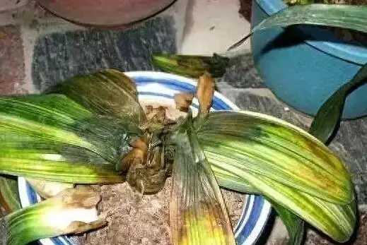 淘米水直接澆花?3種水害花翻倍,你還在犯錯?