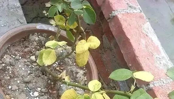 淘米水直接澆花?3種水害花翻倍,你還在犯錯?