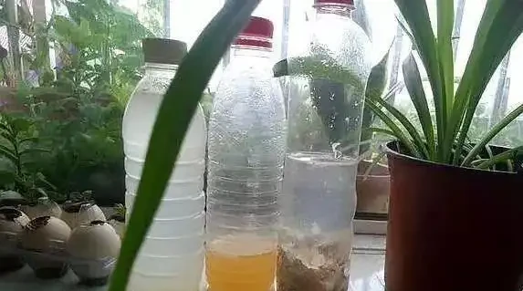 淘米水直接澆花?3種水害花翻倍,你還在犯錯?