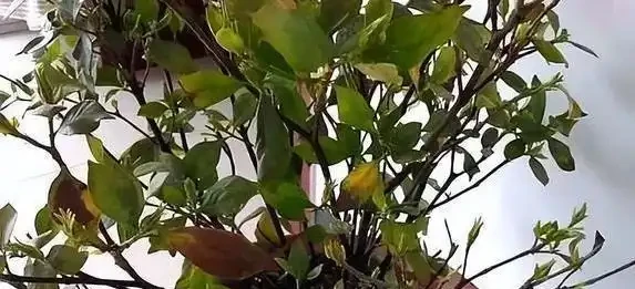 淘米水直接澆花?3種水害花翻倍,你還在犯錯?