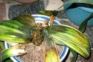 淘米水直接澆花？3種水害花翻倍，你還在犯錯？