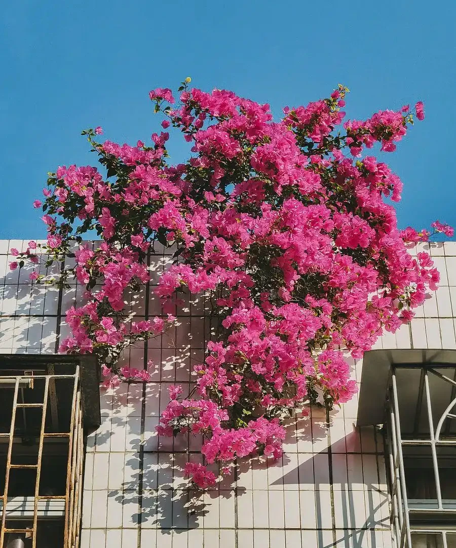 九重葛掉葉掉花是什麼原因