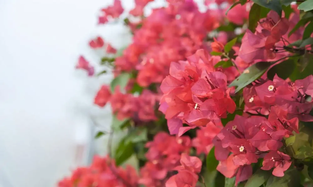 九重葛掉葉掉花是什麼原因