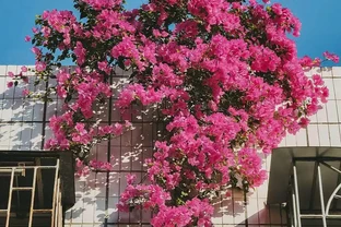 九重葛掉葉掉花是什麼原因