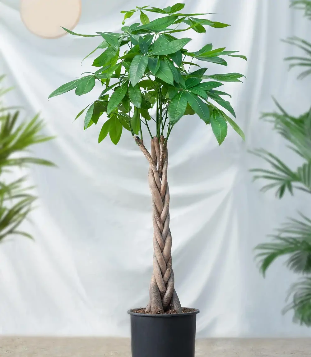 發財樹用什麼肥料最好？老園丁揭秘3種黃金配方