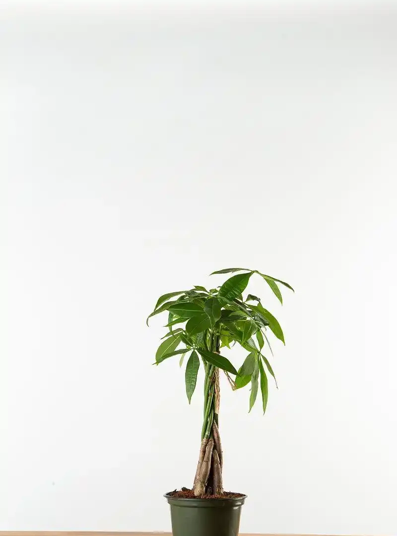 發財樹葉子突然打卷?這七個隱藏真相,老園丁都不一定全知道!
