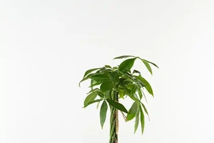 發財樹葉子突然打卷？這七個隱藏真相，老園丁都不一定全知道！