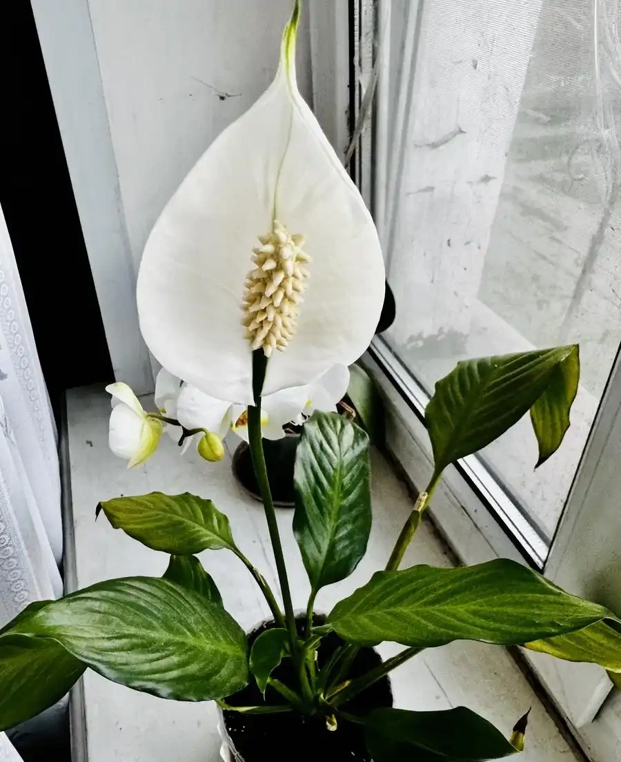 白鶴芋花謝後，怎麼養護都回不到 「顏值巔峰」，問題出在哪？