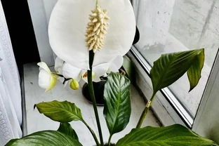 白鶴芋花謝後，怎麼養護都回不到 「顏值巔峰」，問題出在哪？