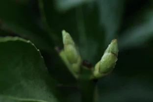 花苞枯萎的7大致命原因！90%的養花人中都犯過這3個錯誤