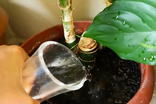 金鑽水耕全攻略：成功率超90%的秘訣與避坑指南