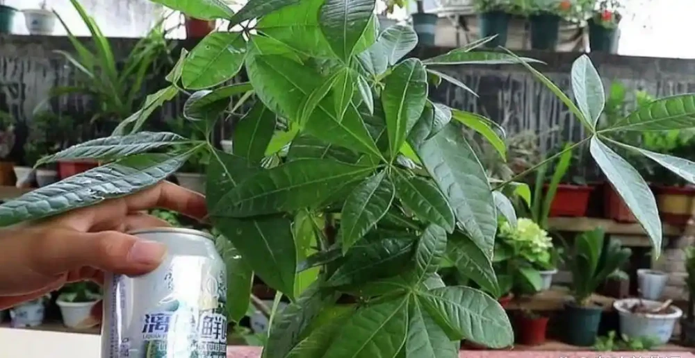 發財樹給它喝這3種「水」,1個月用2次,葉子翠綠不腐根不黃葉