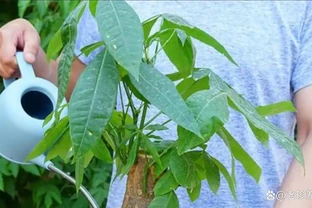 發財樹給它喝這3種「水」，1個月用2次，葉子翠綠不腐根不黃葉