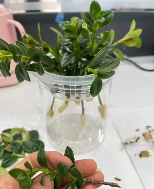 掐根枝就能活！這6種超耐陰花，沒光也能滿盆開到爽，真好養！
