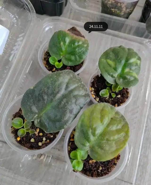掐根枝就能活！這6種超耐陰花，沒光也能滿盆開到爽，真好養！