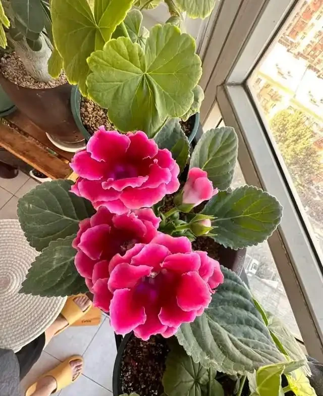 掐根枝就能活！這6種超耐陰花，沒光也能滿盆開到爽，真好養！