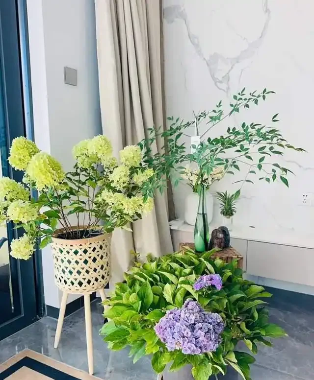 掐根枝就能活！這6種超耐陰花，沒光也能滿盆開到爽，真好養！