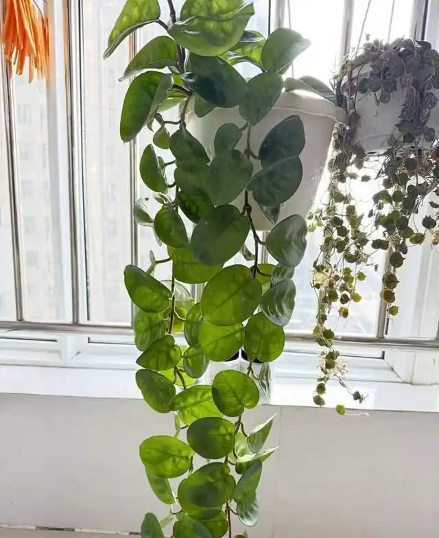掐根枝就能活！這6種超耐陰花，沒光也能滿盆開到爽，真好養！