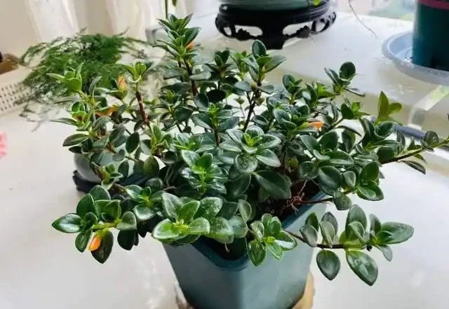 掐根枝就能活！這6種超耐陰花，沒光也能滿盆開到爽，真好養！