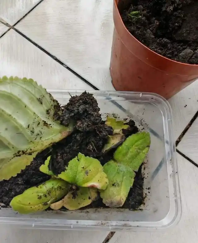 掐根枝就能活！這6種超耐陰花，沒光也能滿盆開到爽，真好養！
