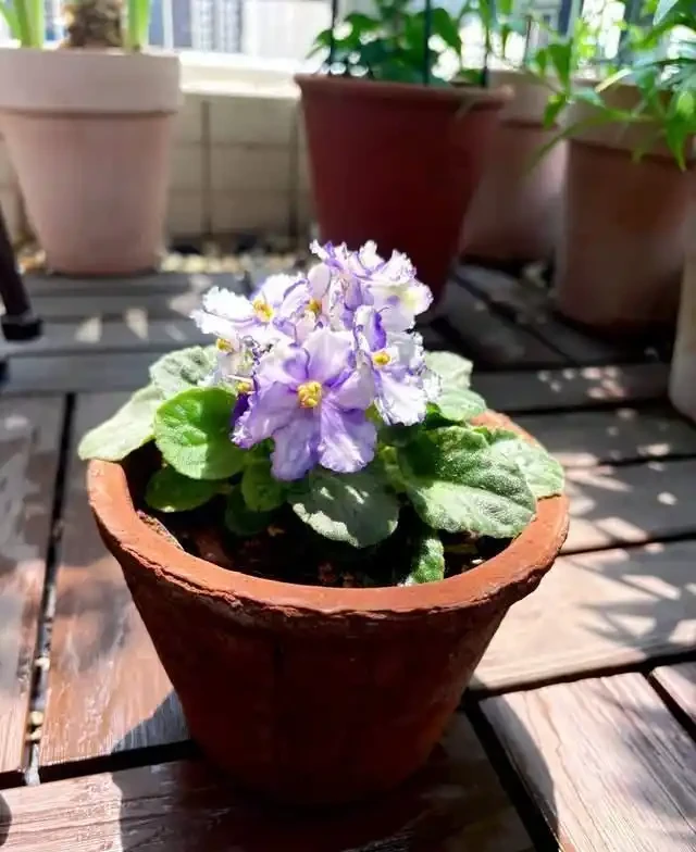 掐根枝就能活！這6種超耐陰花，沒光也能滿盆開到爽，真好養！
