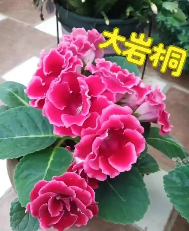 掐根枝就能活！這6種超耐陰花，沒光也能滿盆開到爽，真好養！